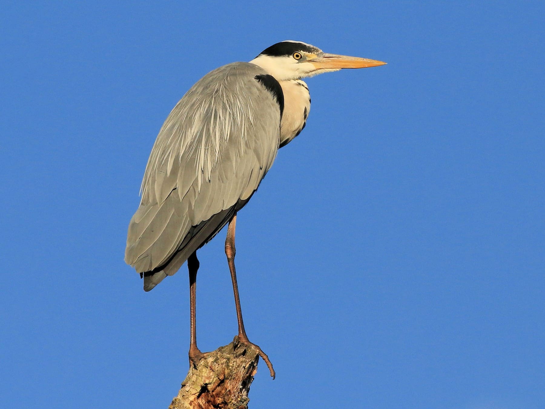 Grey Heron